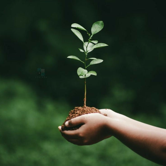 DON POUR PLANTER UN ARBRE